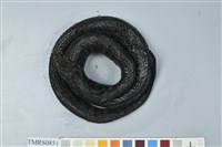 藏品(菊池氏龜殼花)的圖片